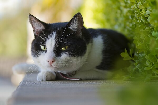 Gato lindo se acuesta y sonríe