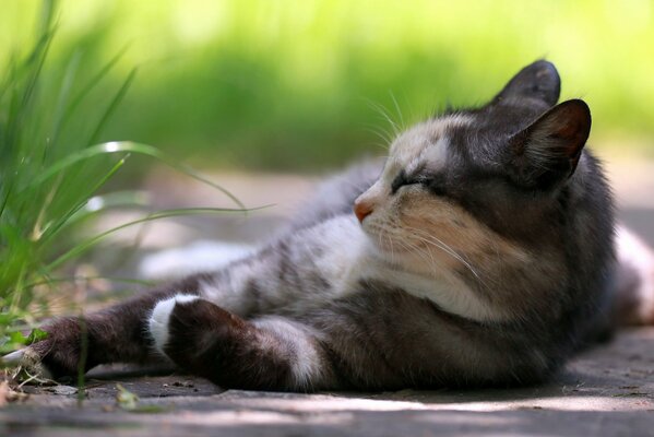 Кошка лежит на земле у травы