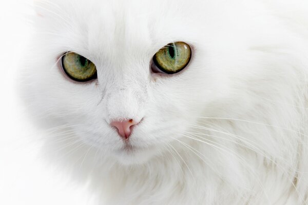 Chat angora pelucheux blanc comme neige