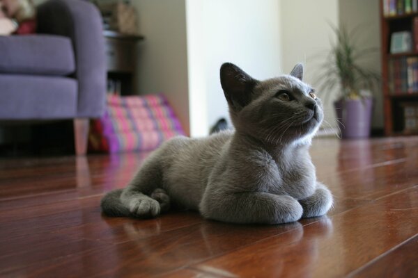 A gray plush kitten is lying on the floor