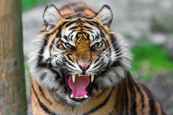 Tigre dell Amur. Sorriso del predatore