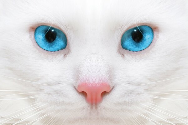 Chat blanc avec des yeux bleus