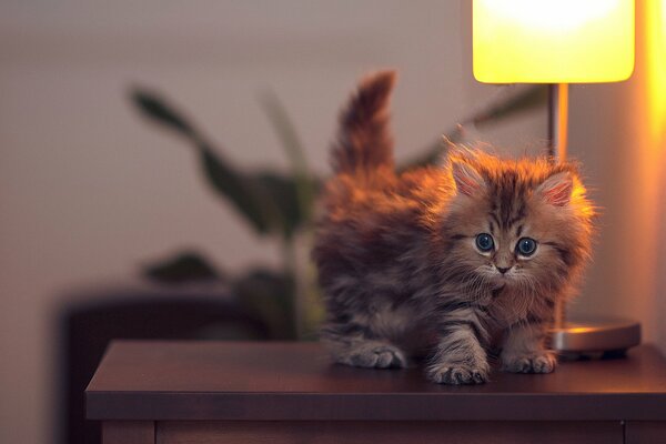 Sur le meuble à la lumière sous la lampe, le chaton se tient comme une camomille