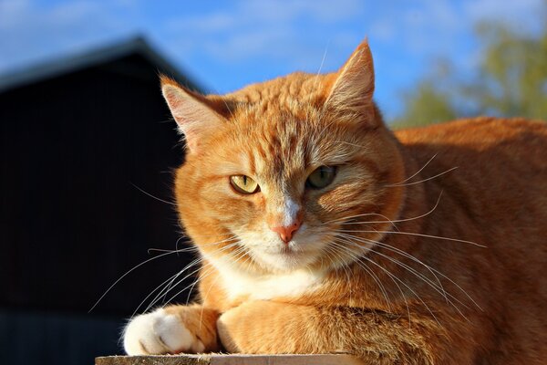 Gatto rosso crogiolarsi al sole