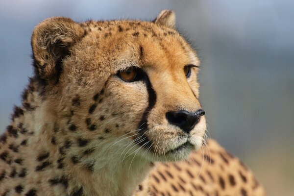 Cheetah. The look of a wild predator