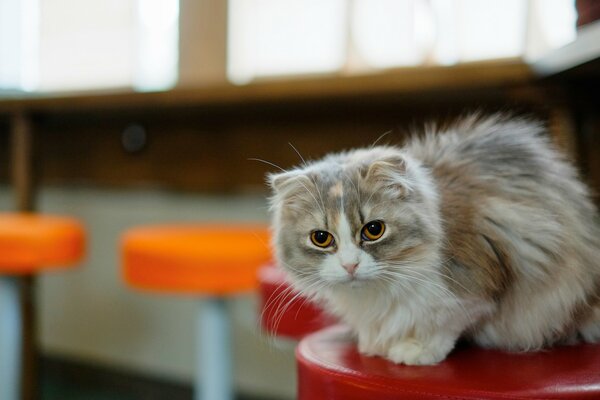 Funny fluffy cat with amber eyes is sitting on a chair