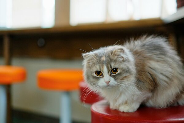 Drôle de chat moelleux avec des yeux ambrés assis sur une chaise