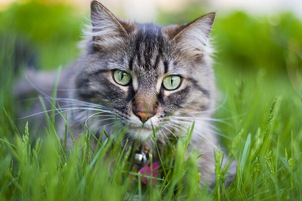 Grey cat with a medallion in the grass