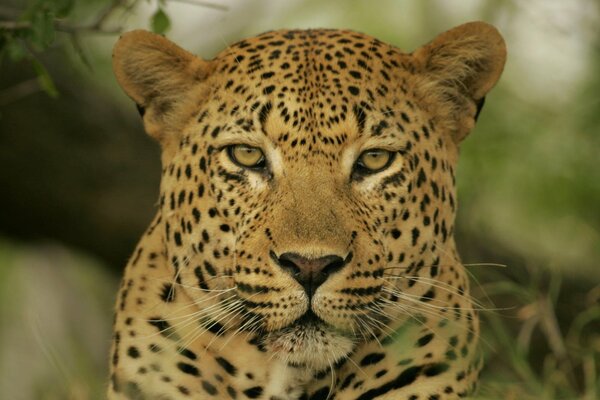Primo piano di foto di leopardo