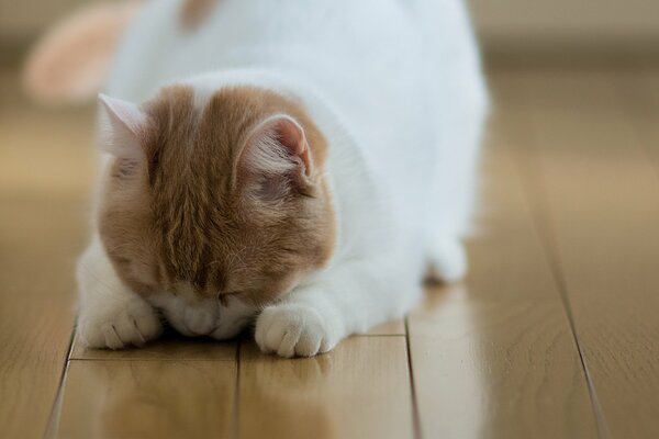 The cat sleeps sweetly on the parquet