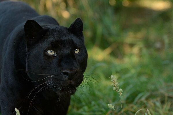 Der räuberische Blick des schwarzen Panthers