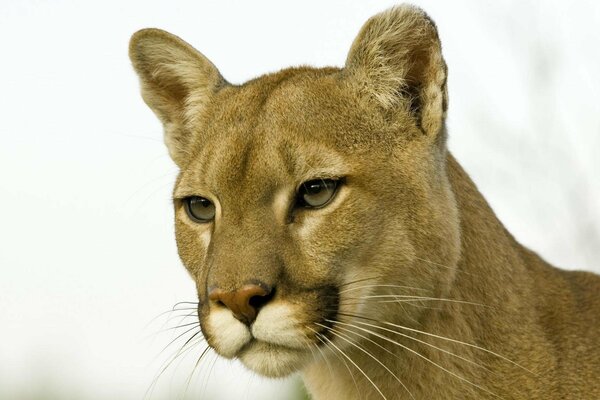 Rothaarige cougar auf weißem Hintergrund