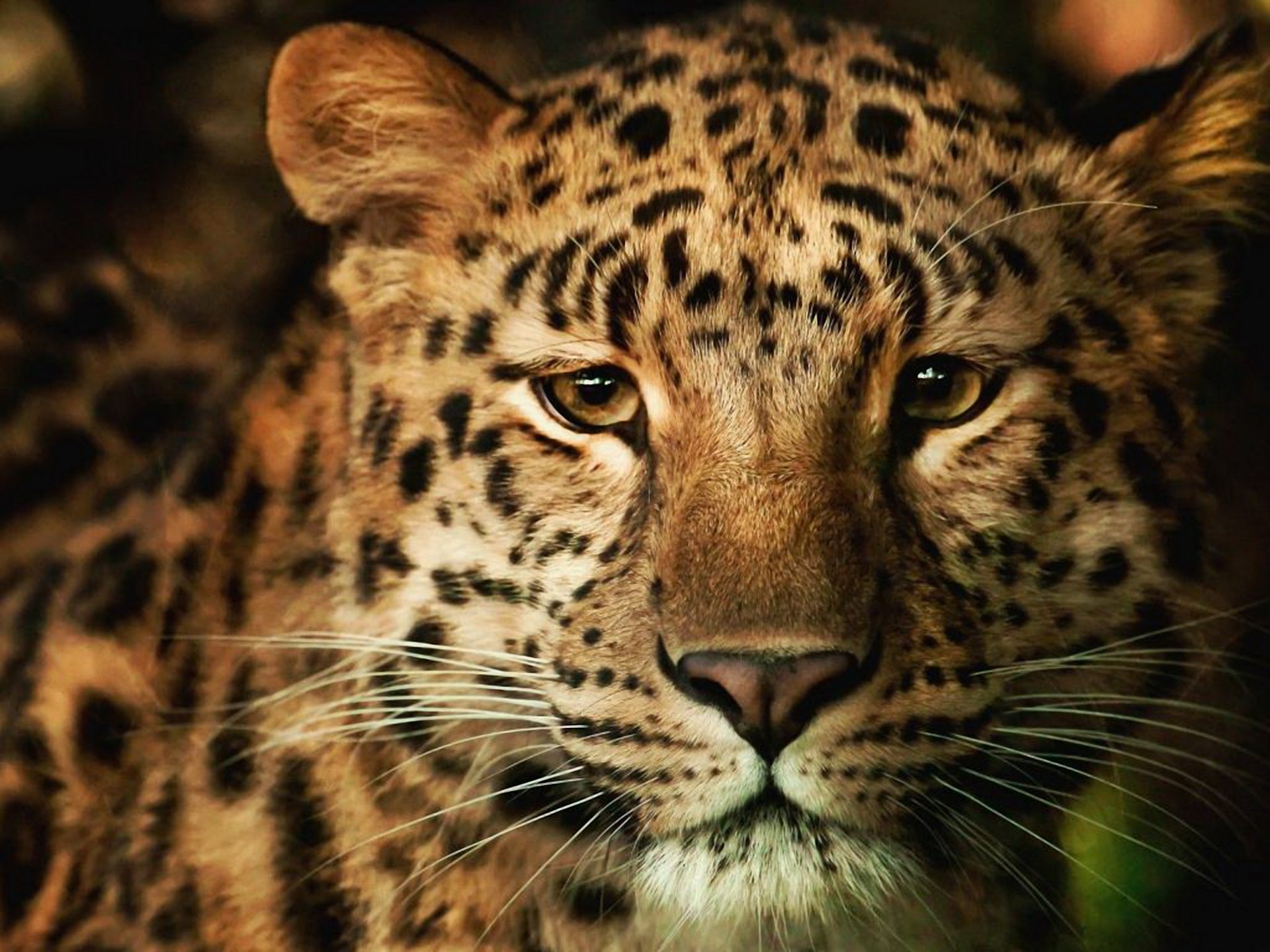 leopard face wallpaper furry