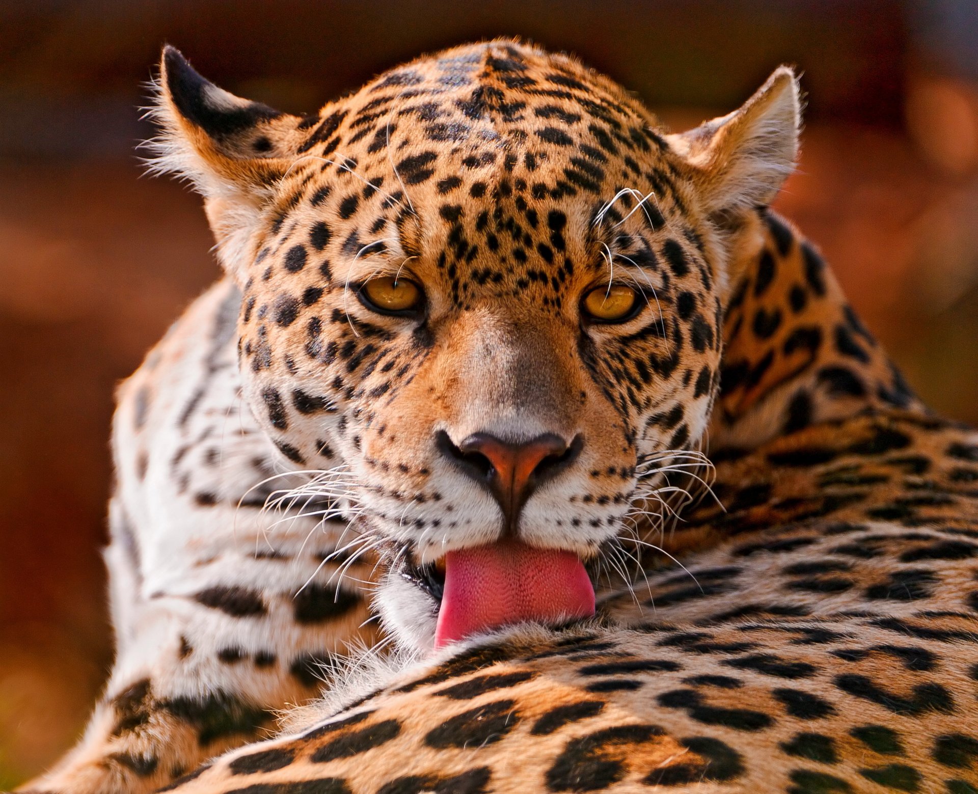 jaguar panthera onca spotted big cat is washes face view