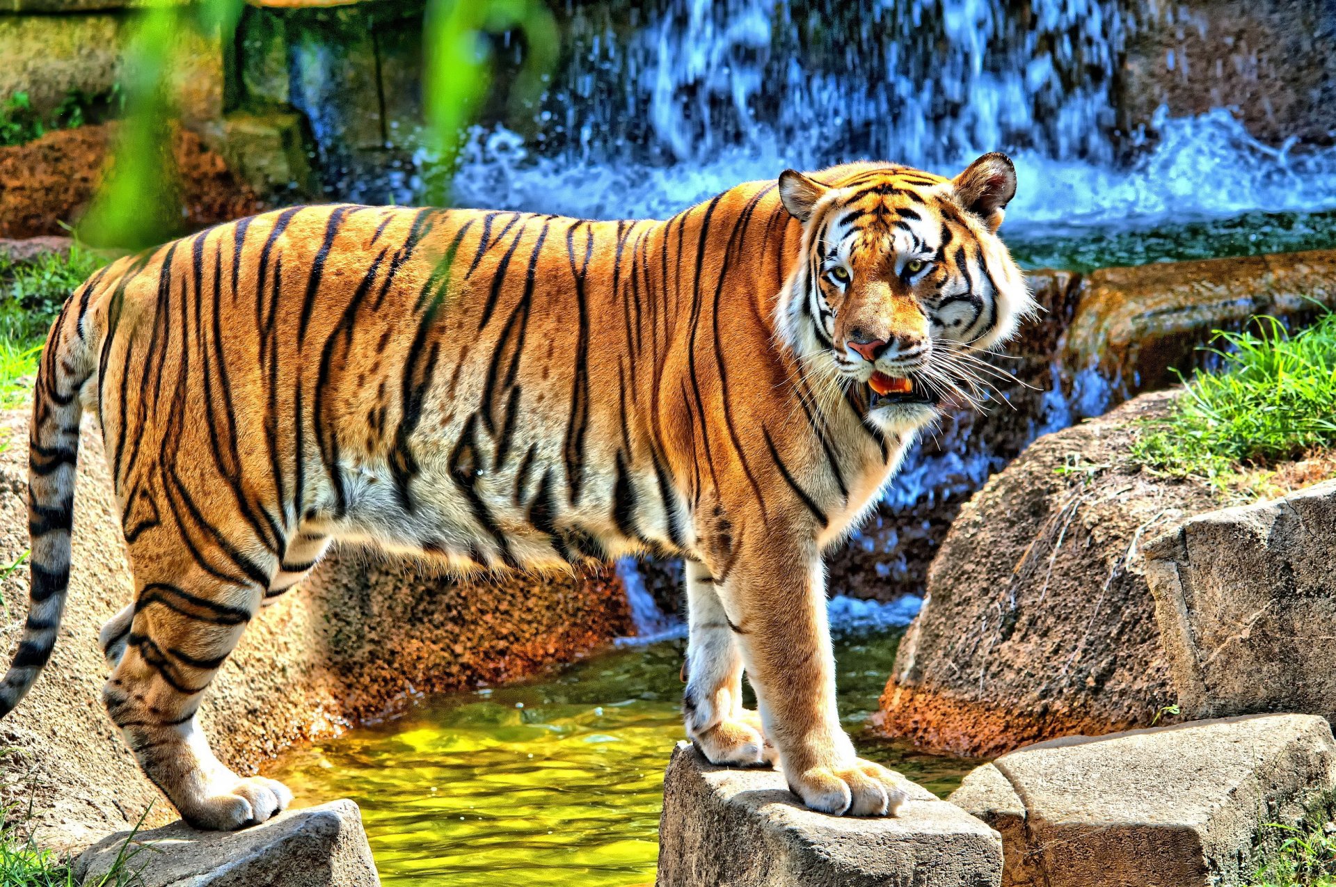 tiger steht schaut steine wasserfall