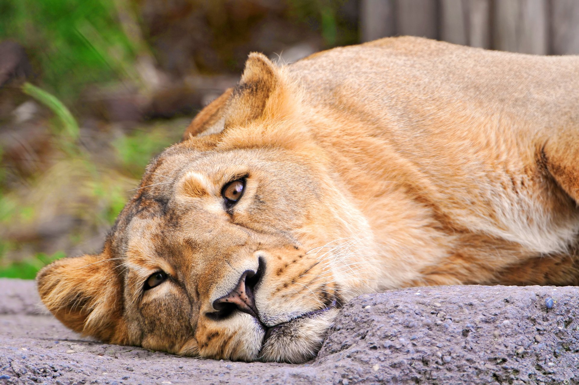 leo lioness is watches face