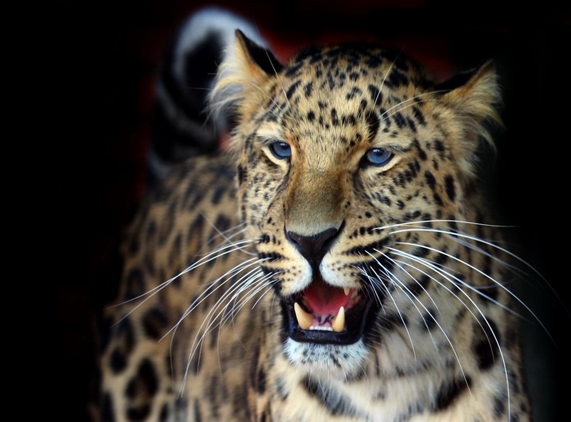 leopardo pantera pardus oriental peludo sonrisa fondo de pantalla hermoso mirada bigote fondo