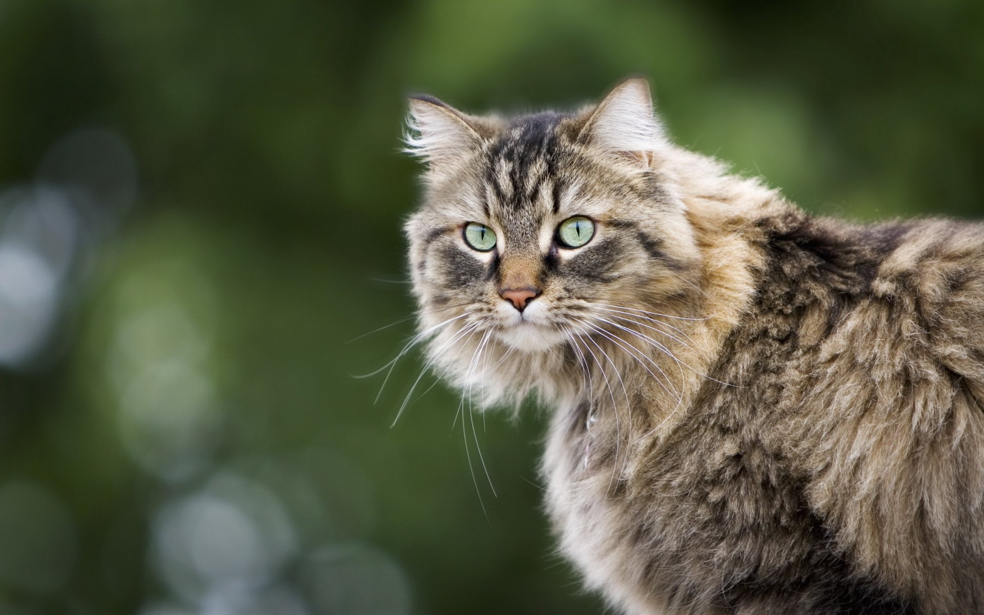 gato naturaleza vista