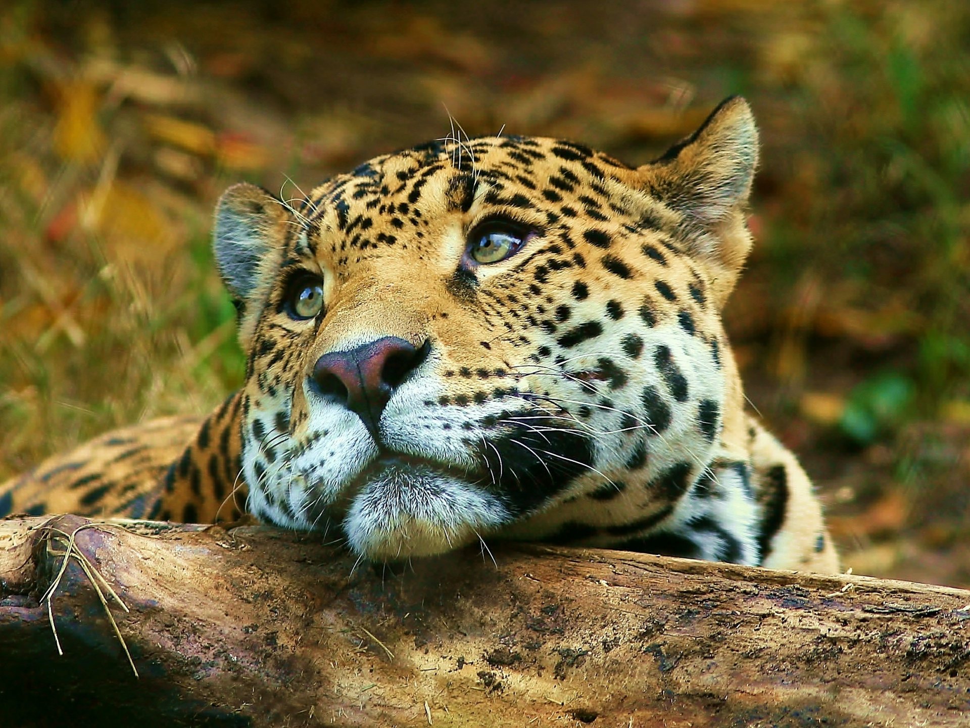 leopard blick liegt