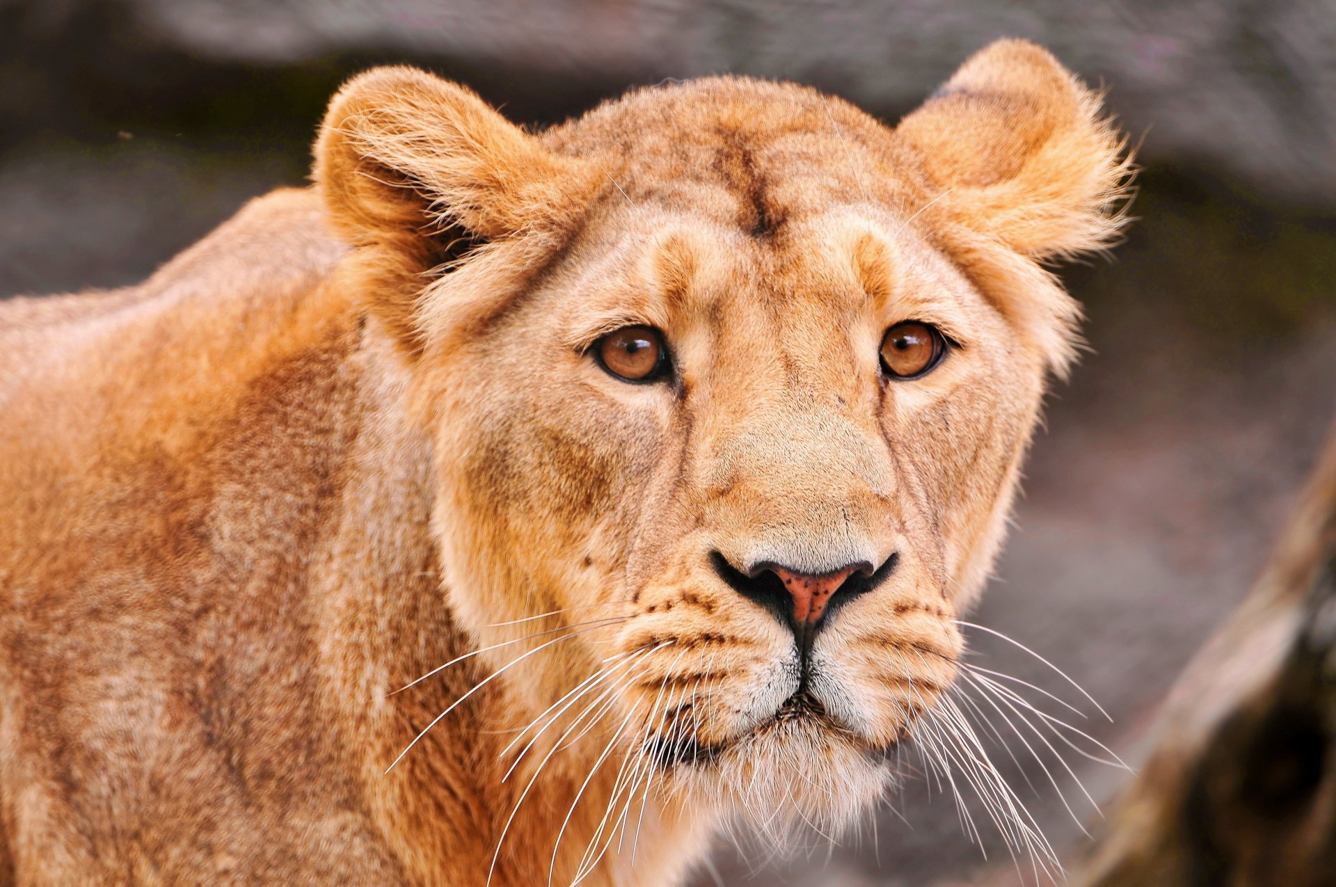 lioness predator a sad sight