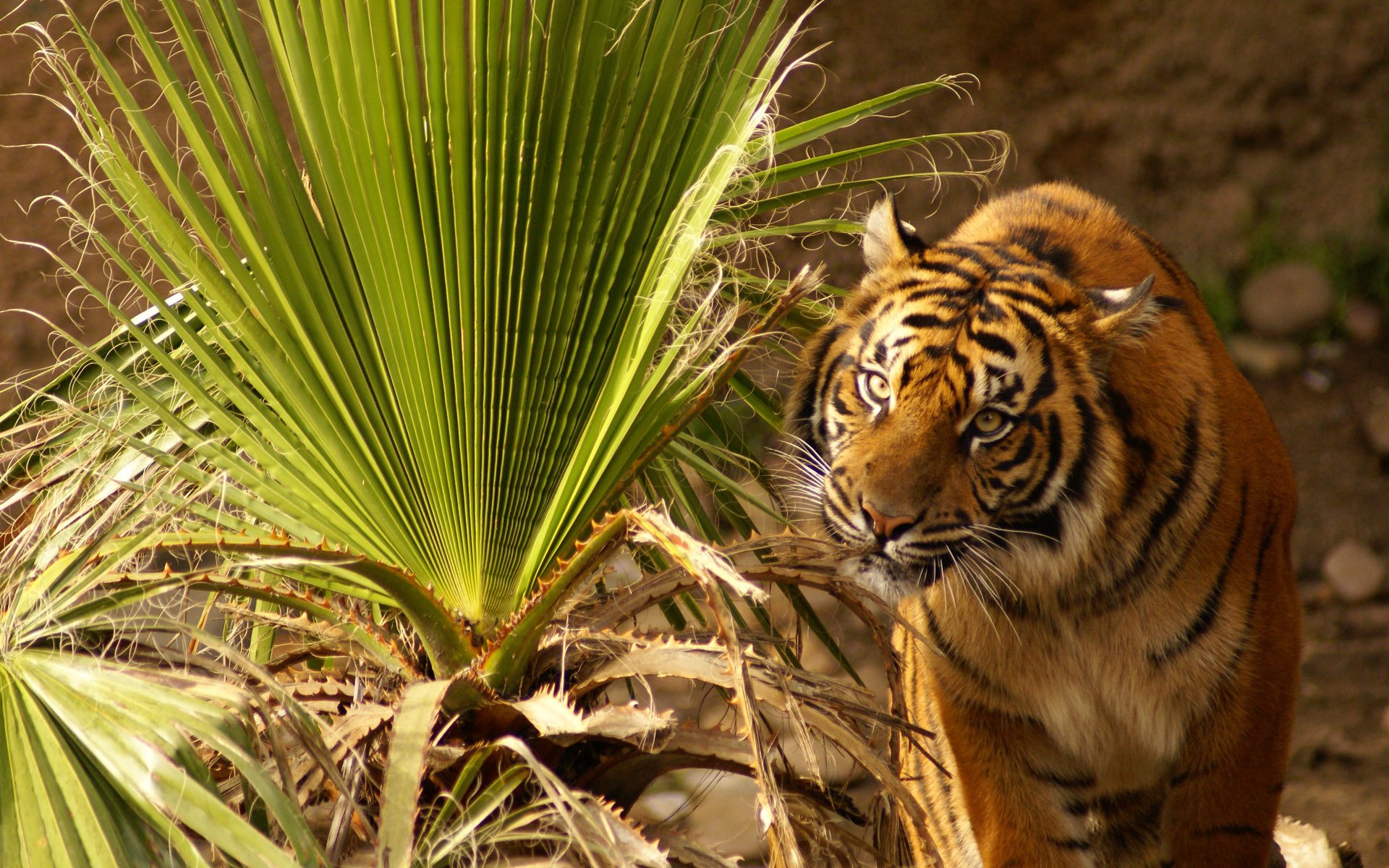 tigre mirando sentado tenso ojos hierba hojas planta grande