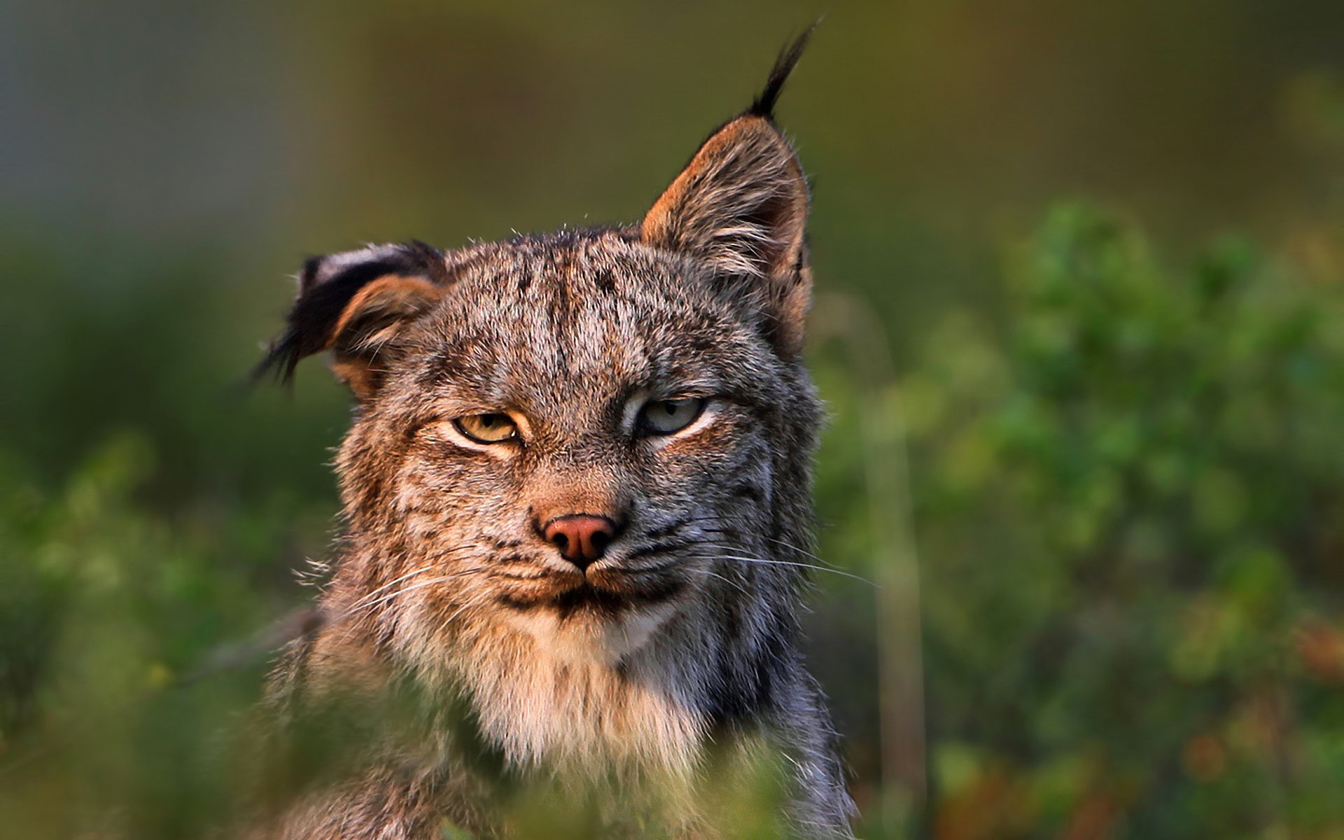 lynx predator felis lynx