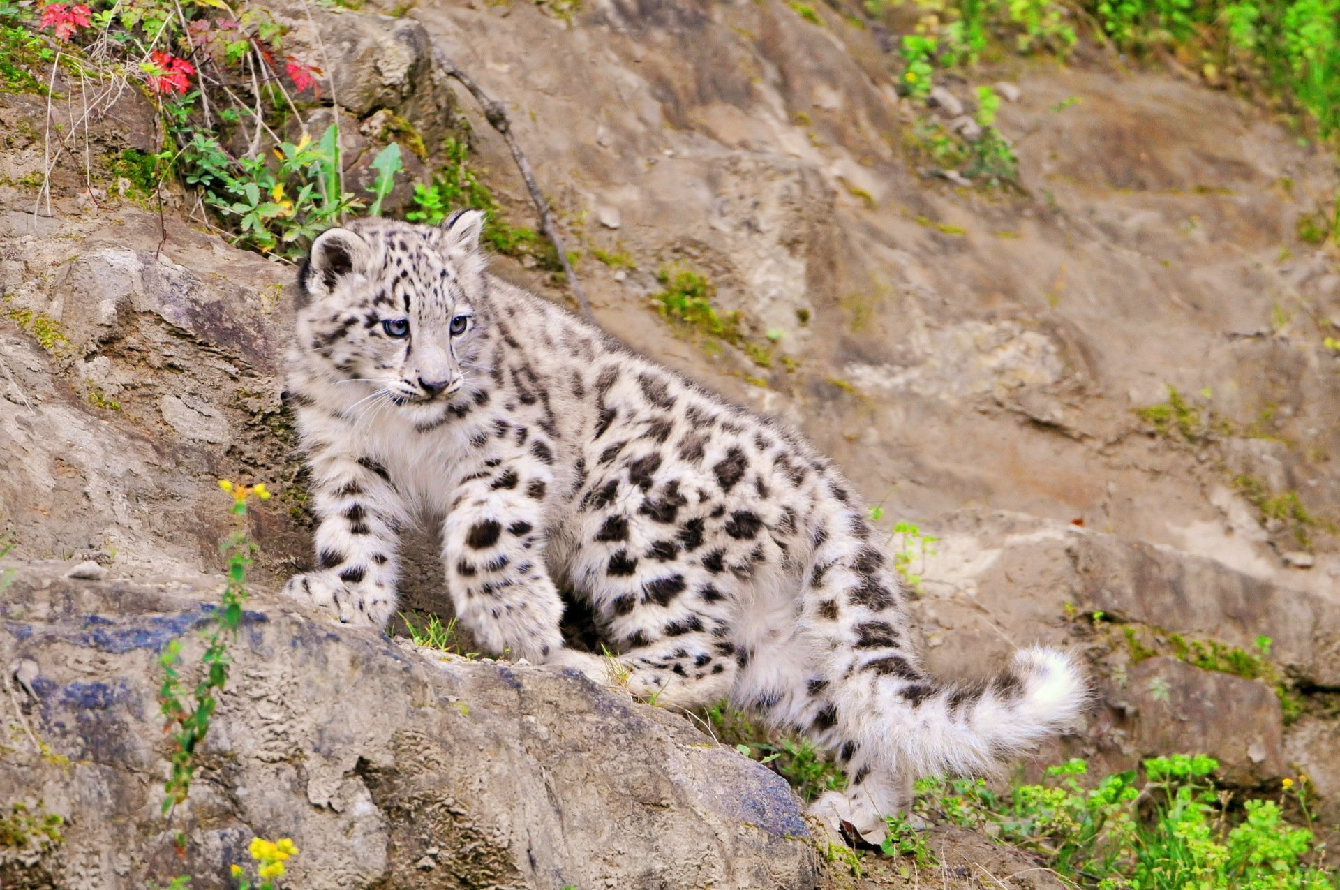 leopardo de las nieves irbis de pie mirando pedregal