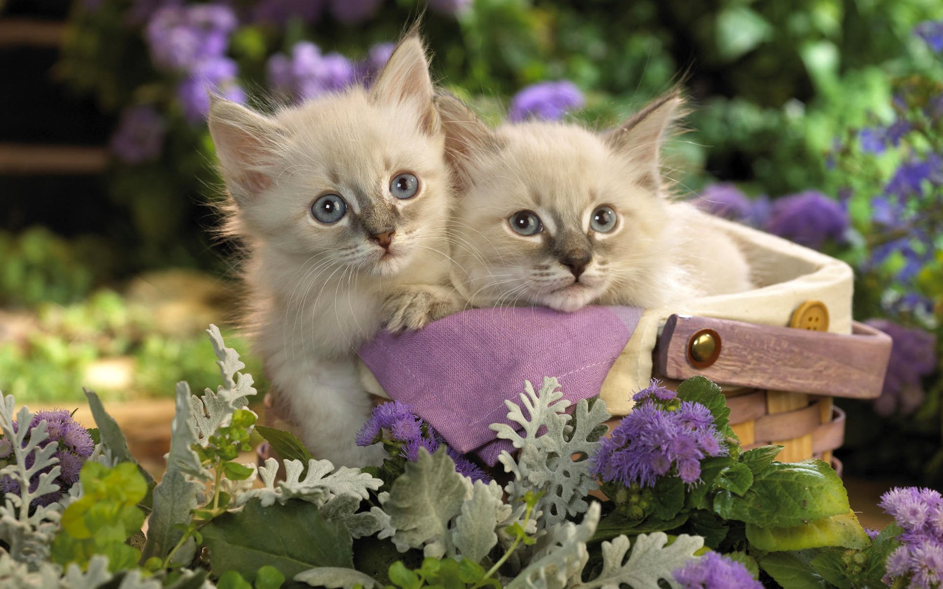 chatons chaton chats kote panier panier panier couple fleurs jardin lilas