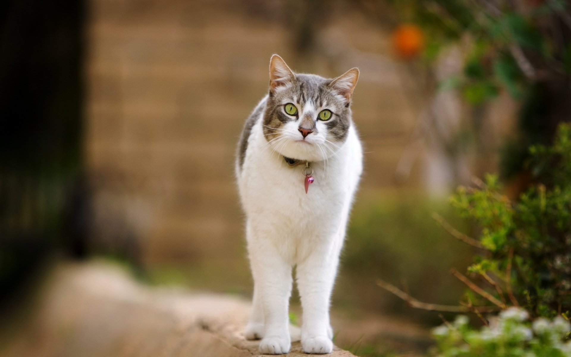 gato paseo naturaleza