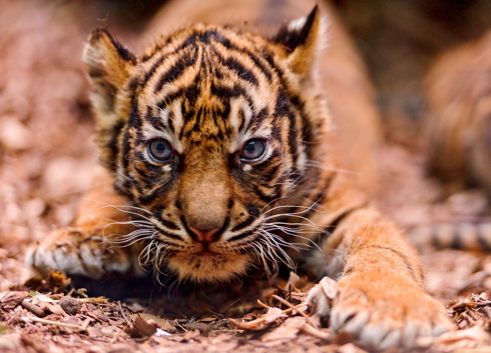 tigre petit en colère museau sur les pattes