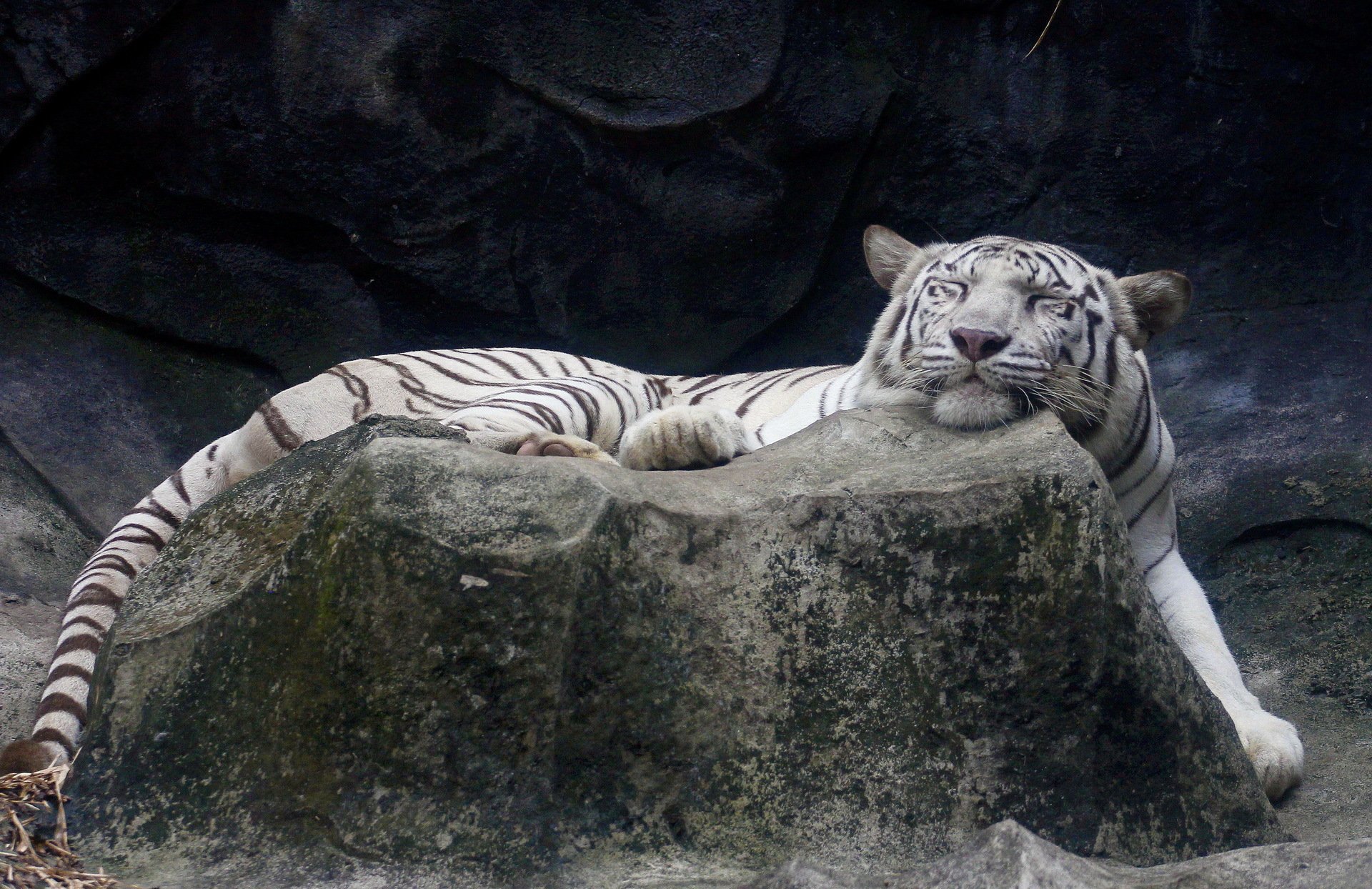 tigre bianca sdraiata addormentata pietra muso soddisfatto