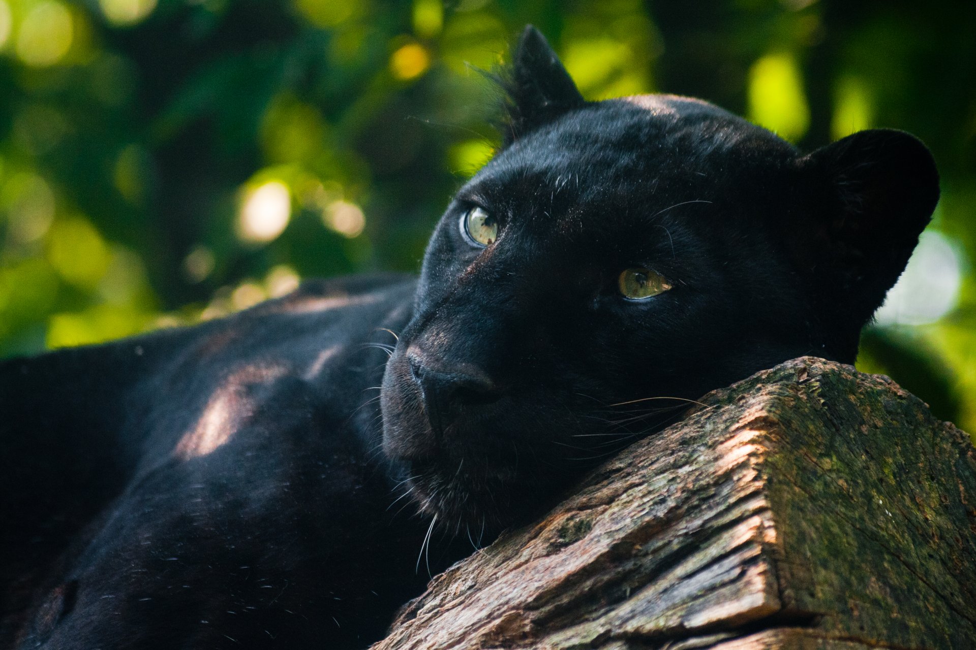 pantera negra depredador miente observa