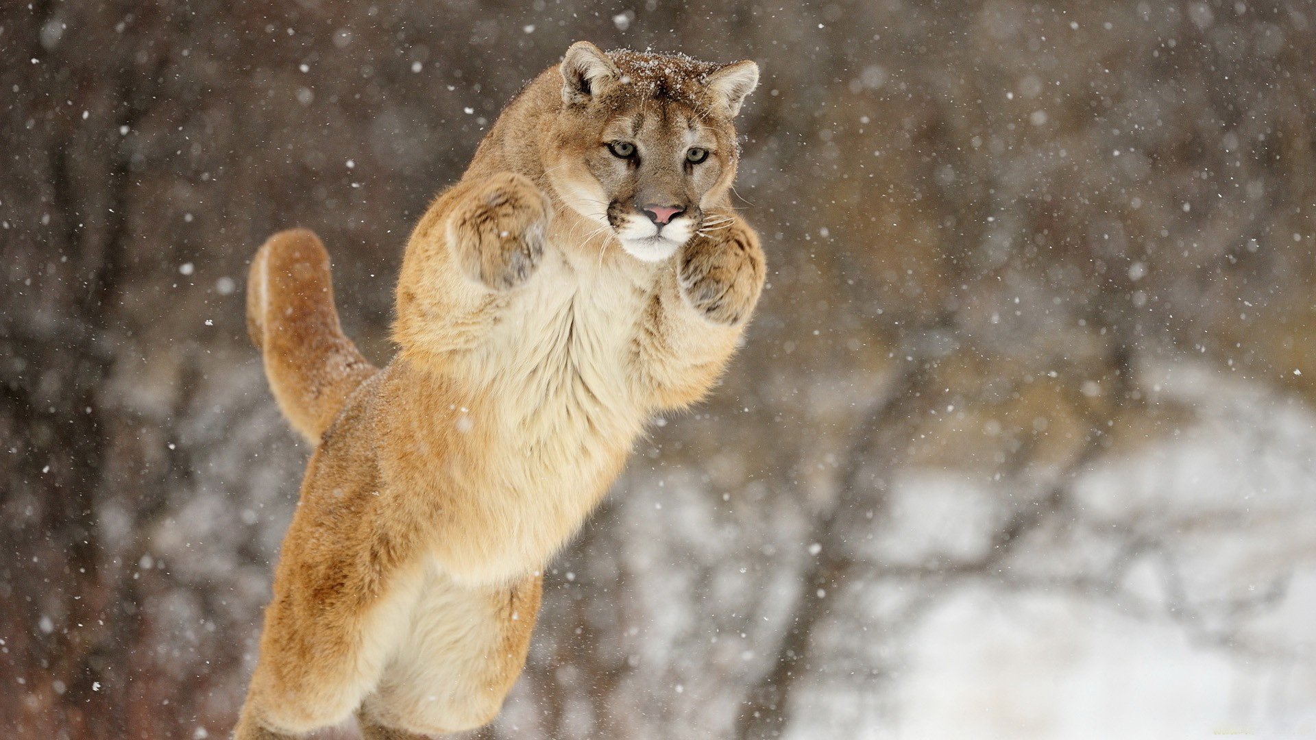 puma puma śnieg skok pysk łapy