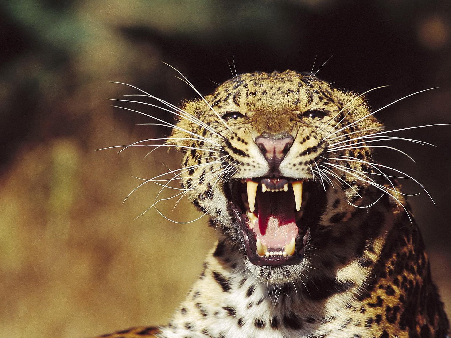 leopard face mustache beam view grin threat angry wildcat