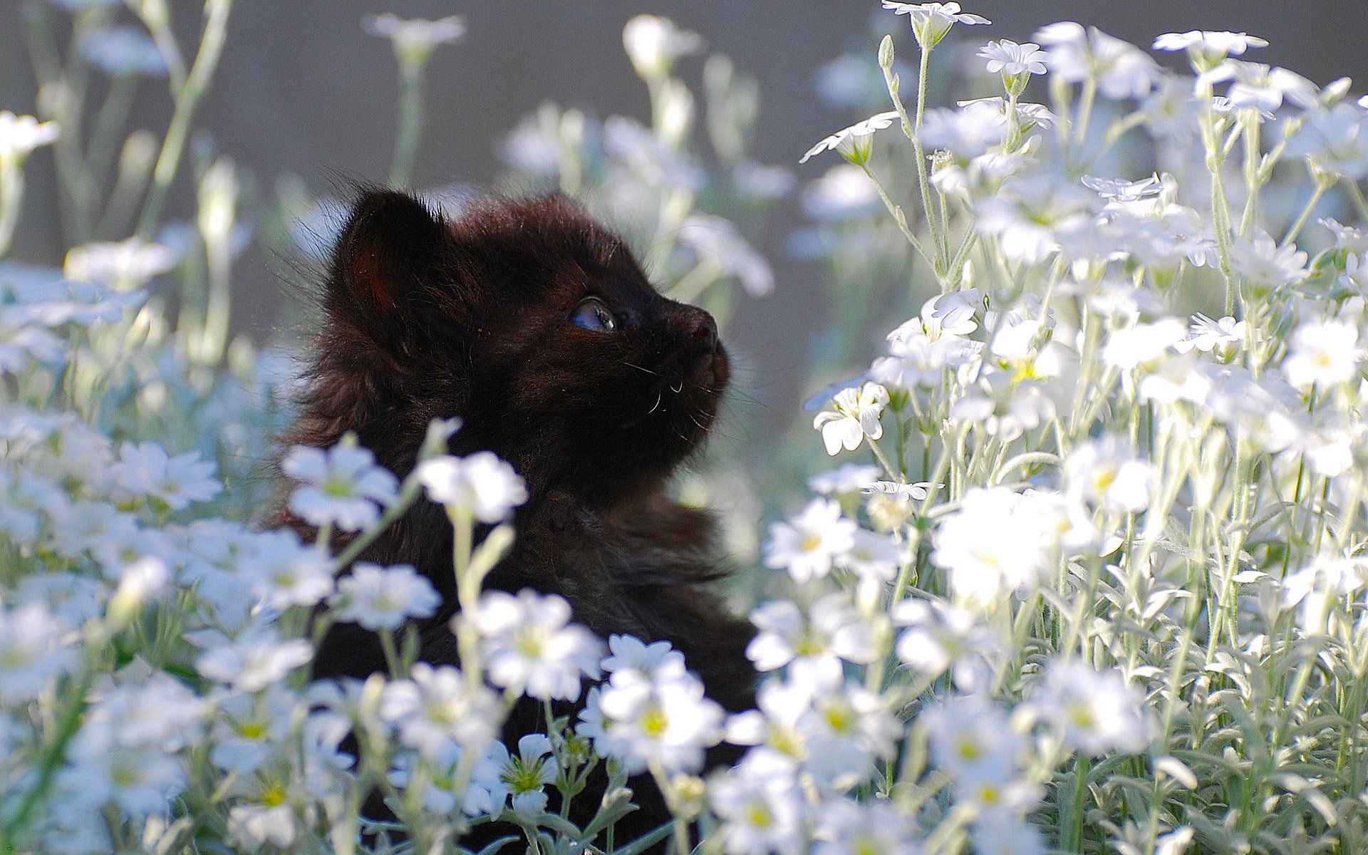 gattino nero piccolo prato margherite