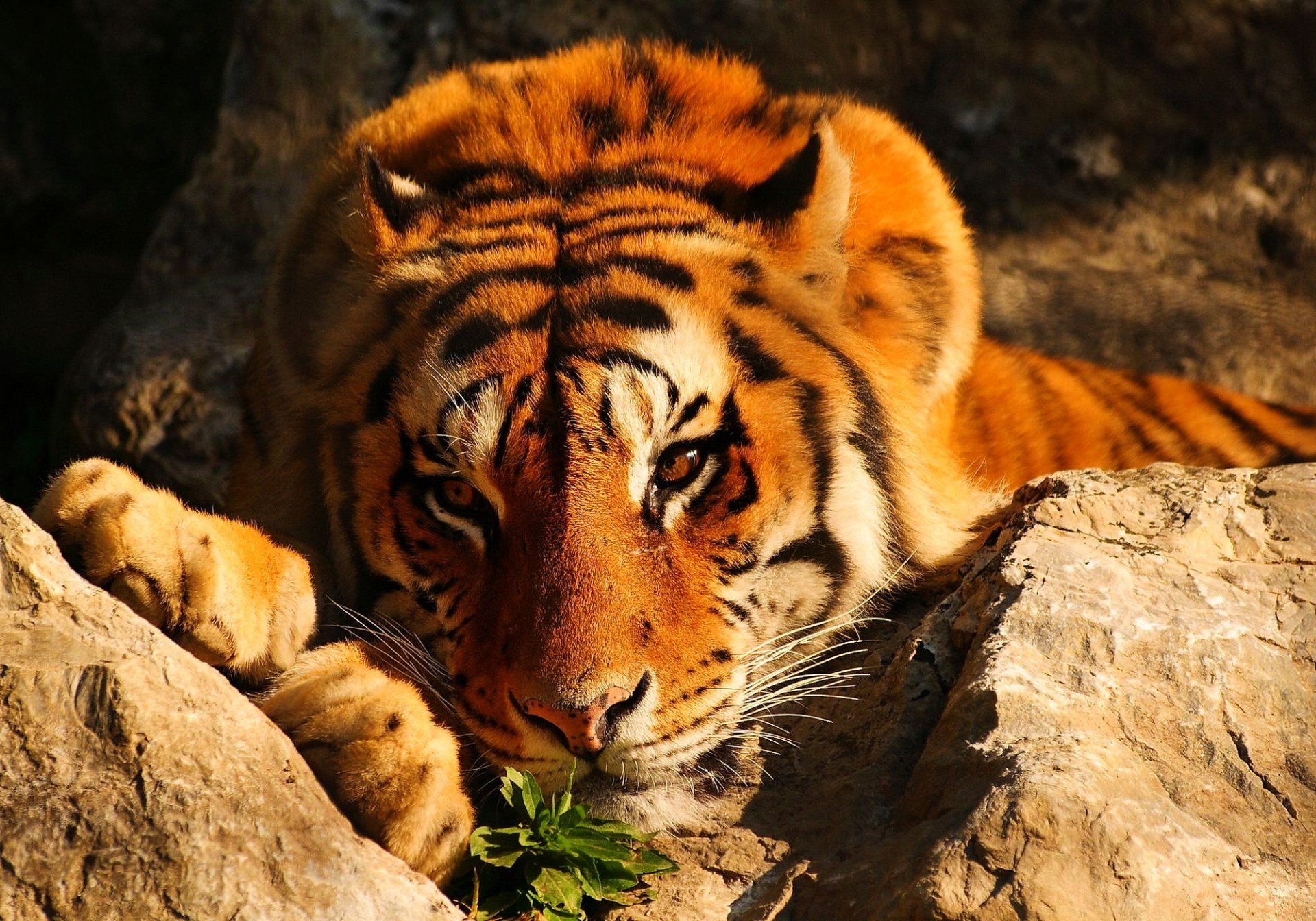 tigre pelirroja miente piedras mirada pensativo