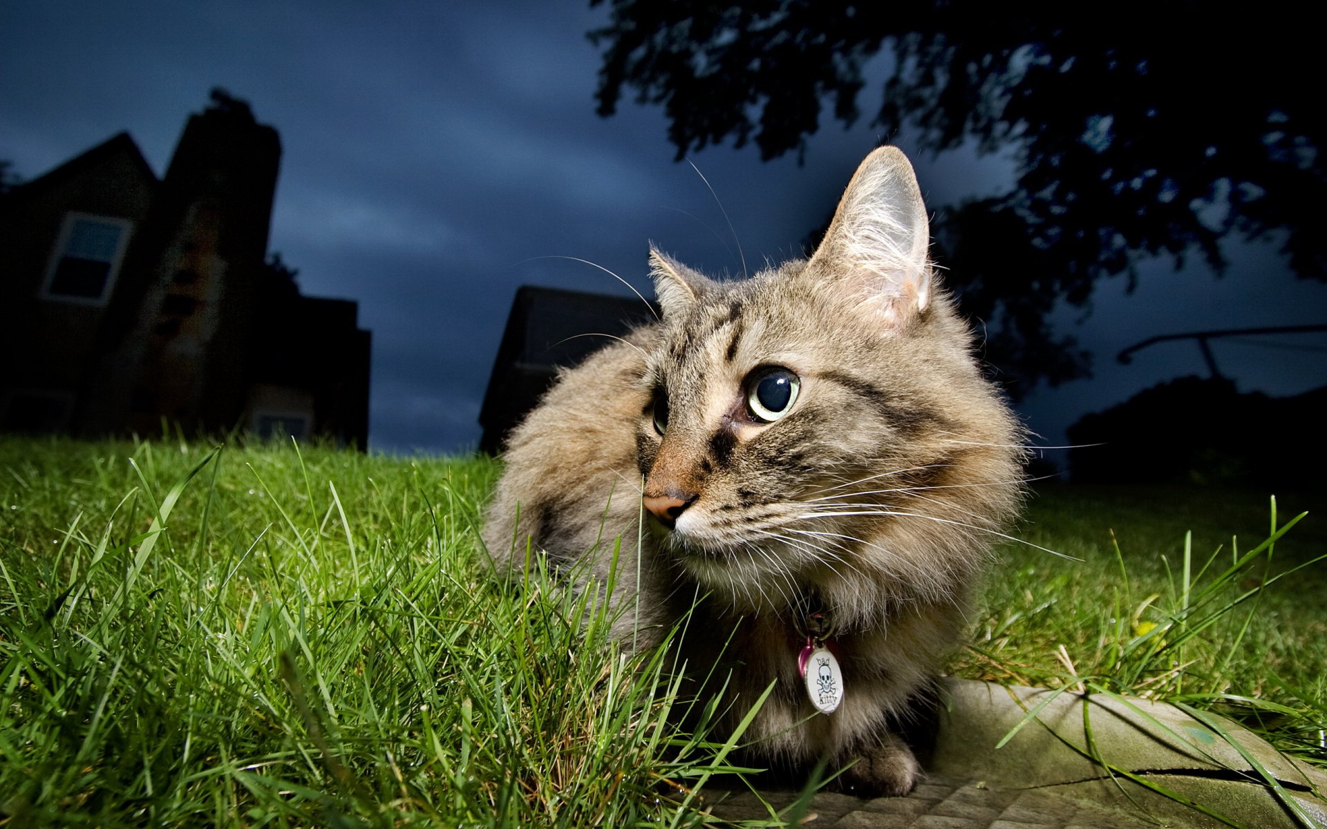 gato noche naturaleza