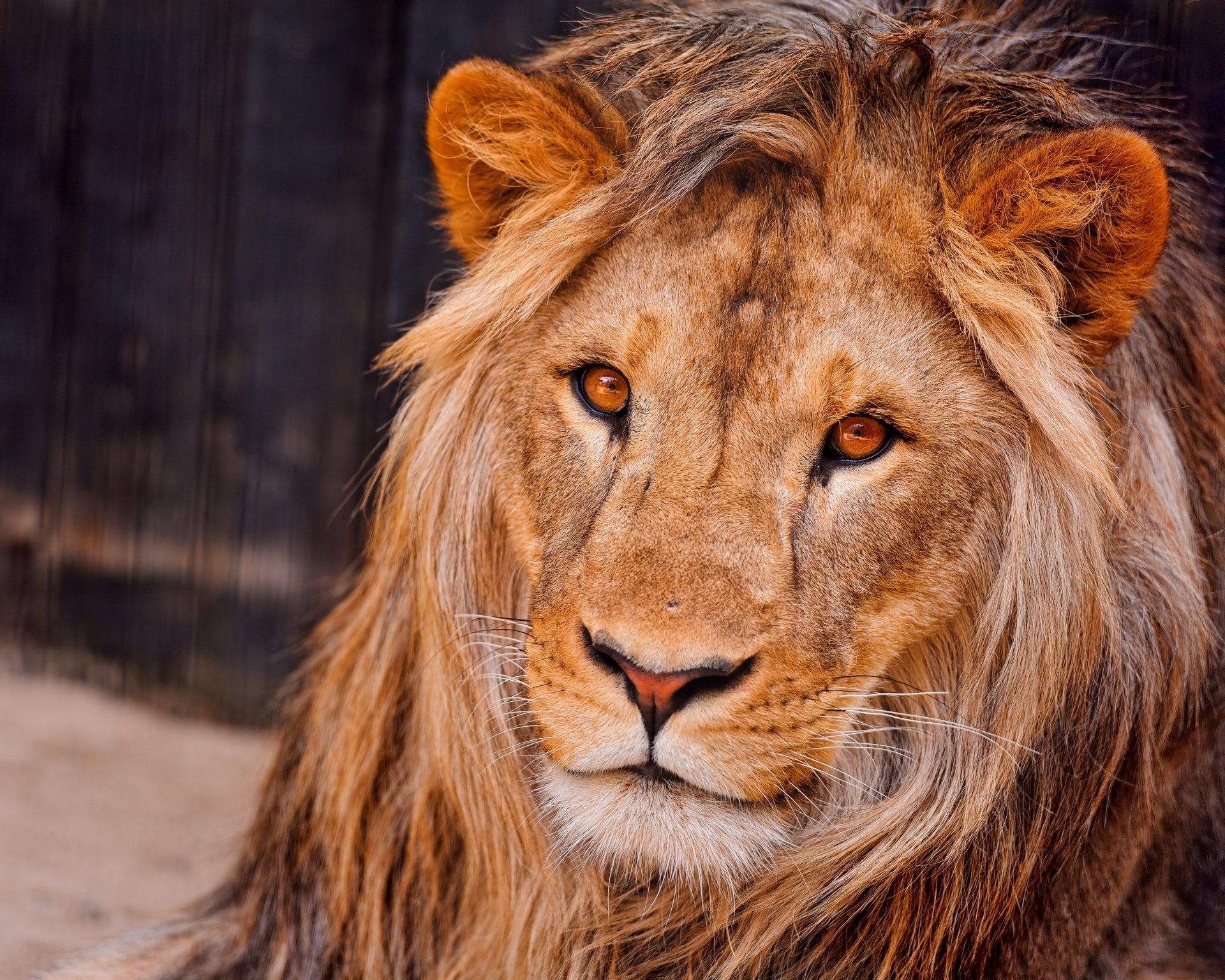 lion museau crinière