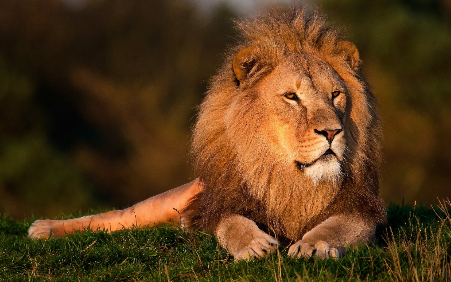 lion museau crinière regard se trouve