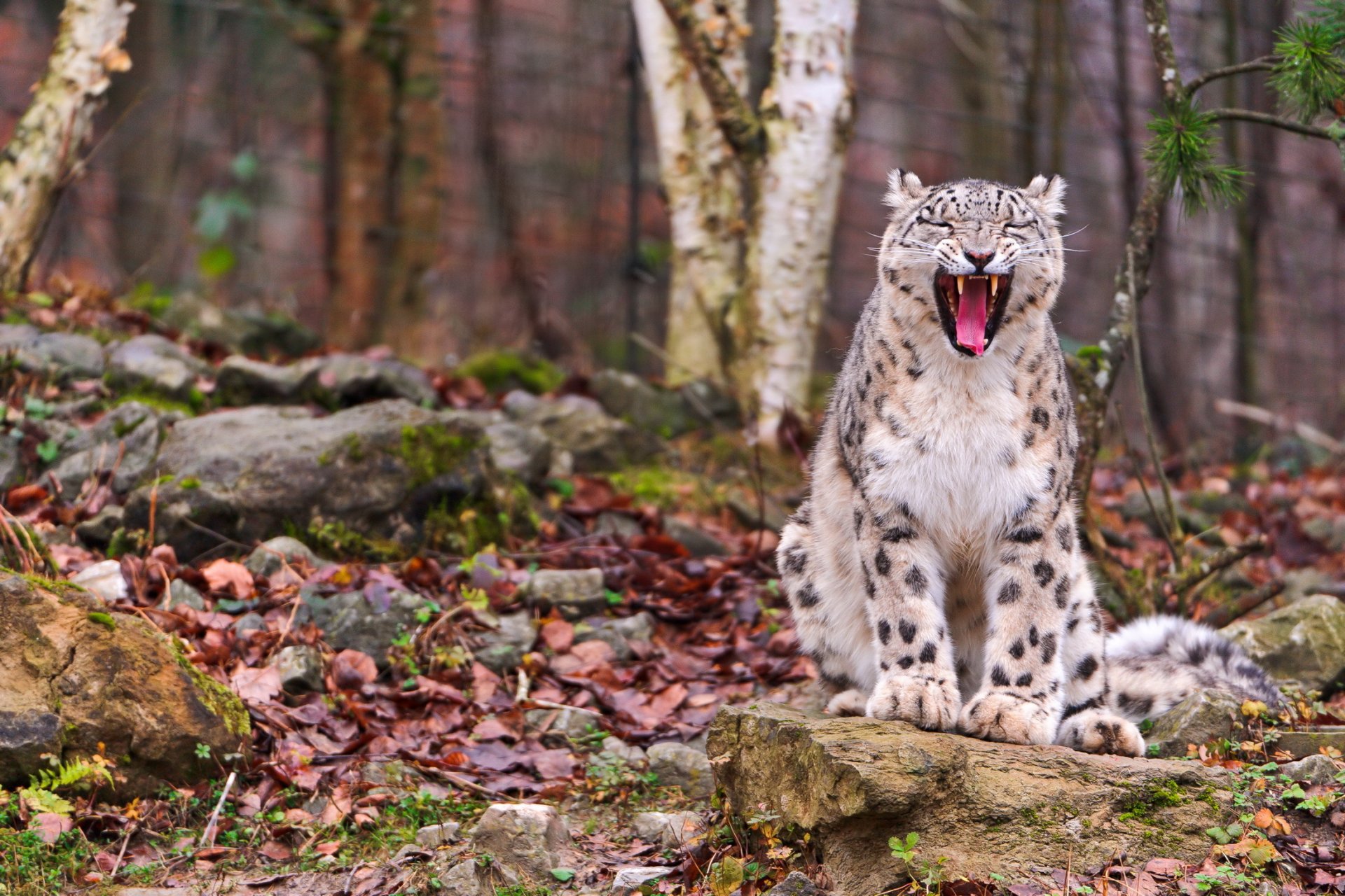 leopardo de las nieves irbis sentado bostezo follaje piedra