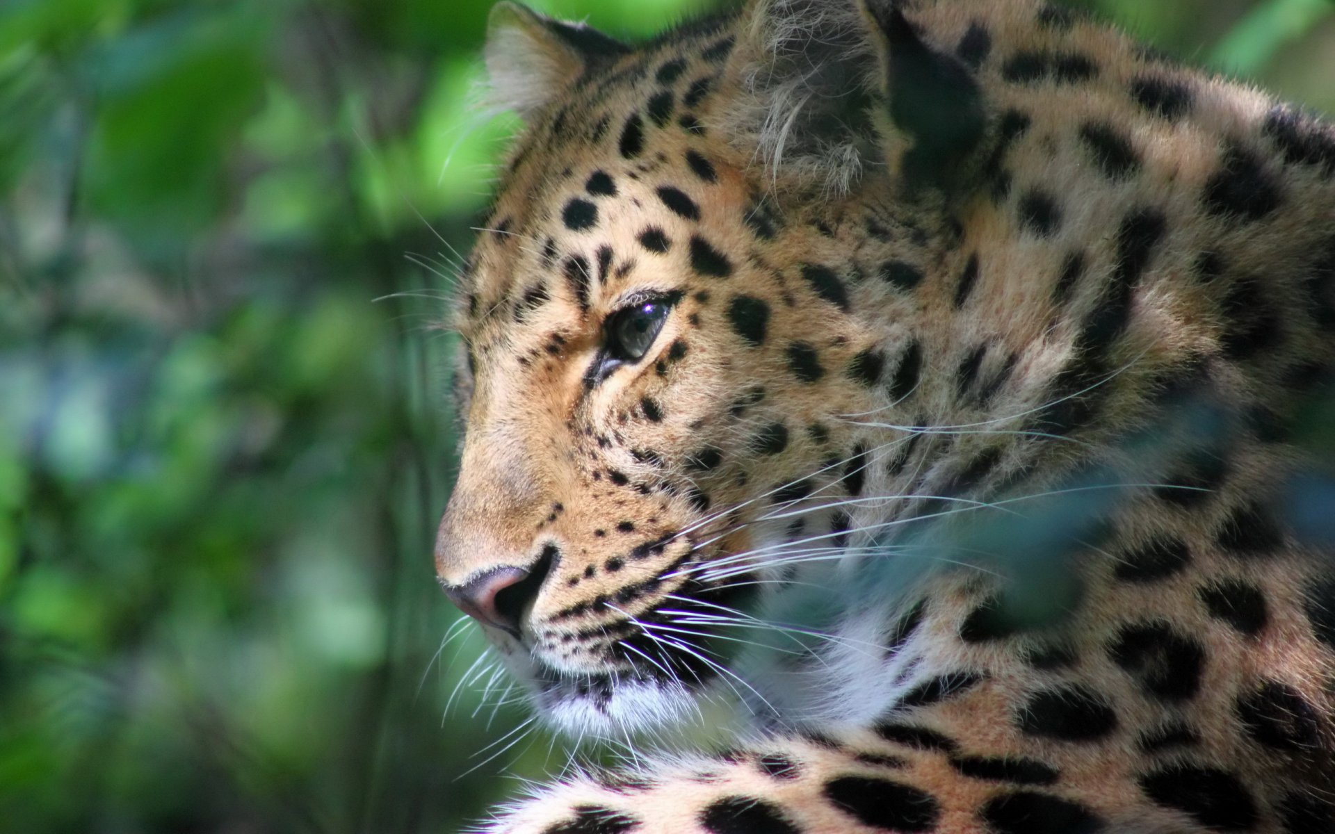 leopardo hocico bigote perfil descanso reflejos