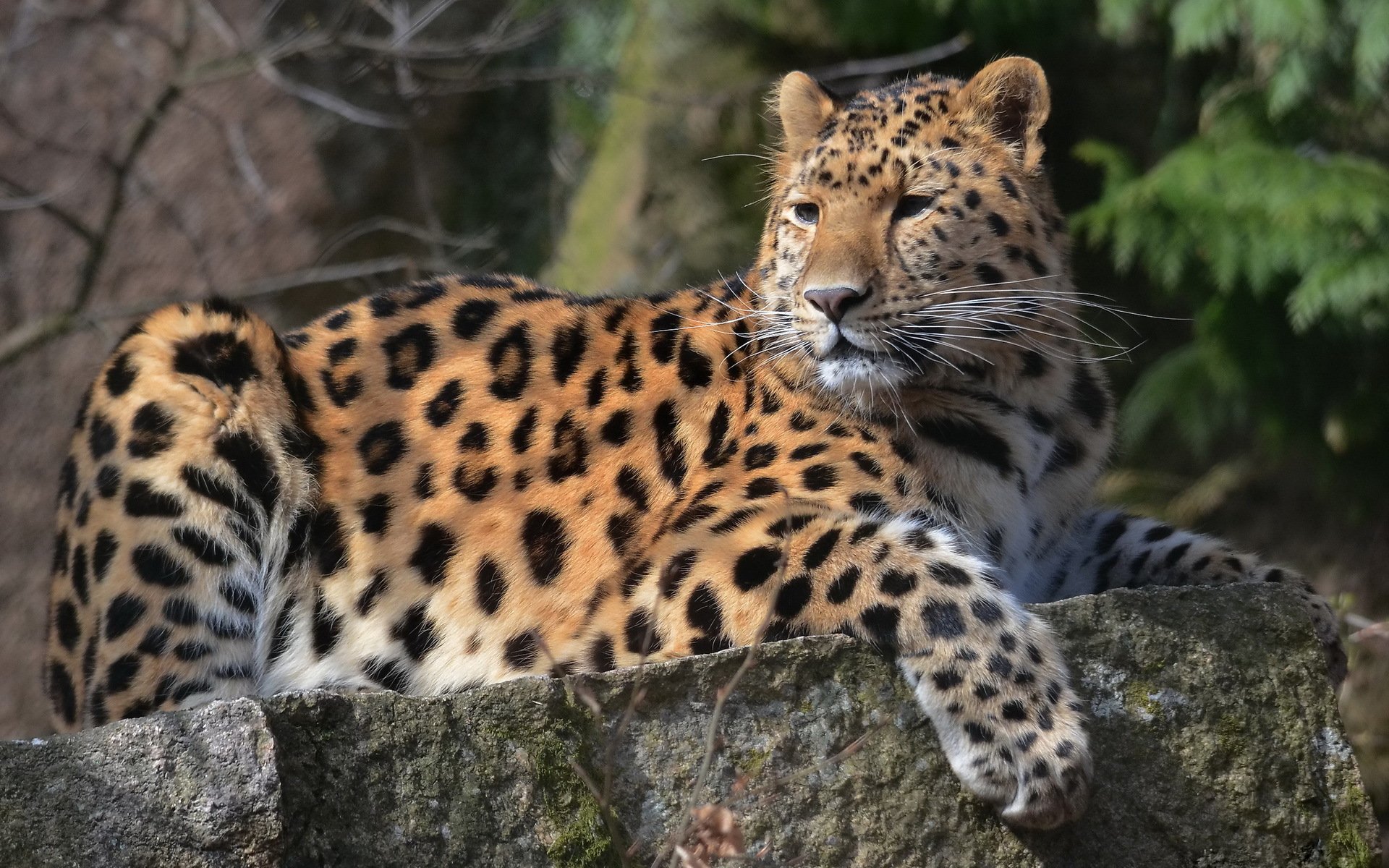 leopard pfote schnauze schnurrbart blick gefleckt liegt auf einem stein raubtier