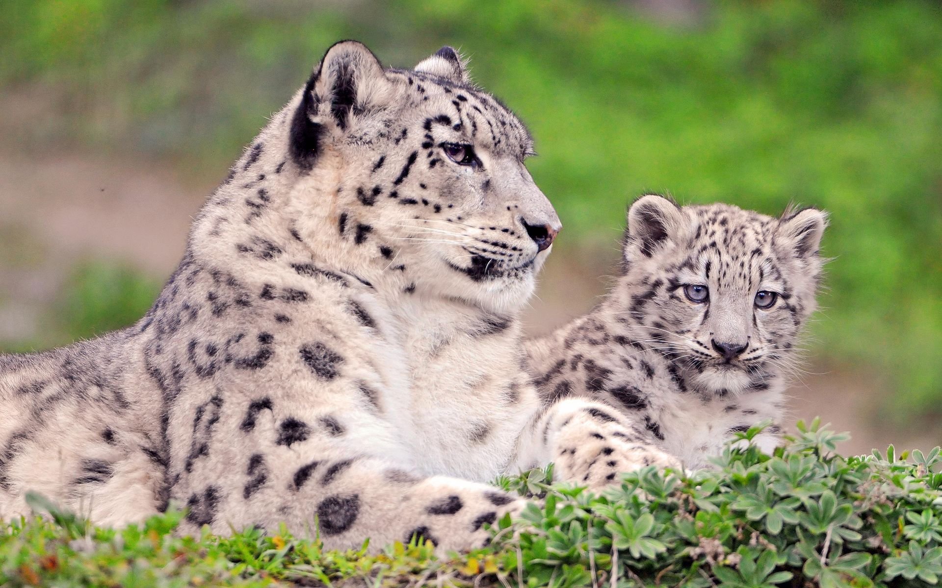 irbis leopardo de las nieves mamá mirada