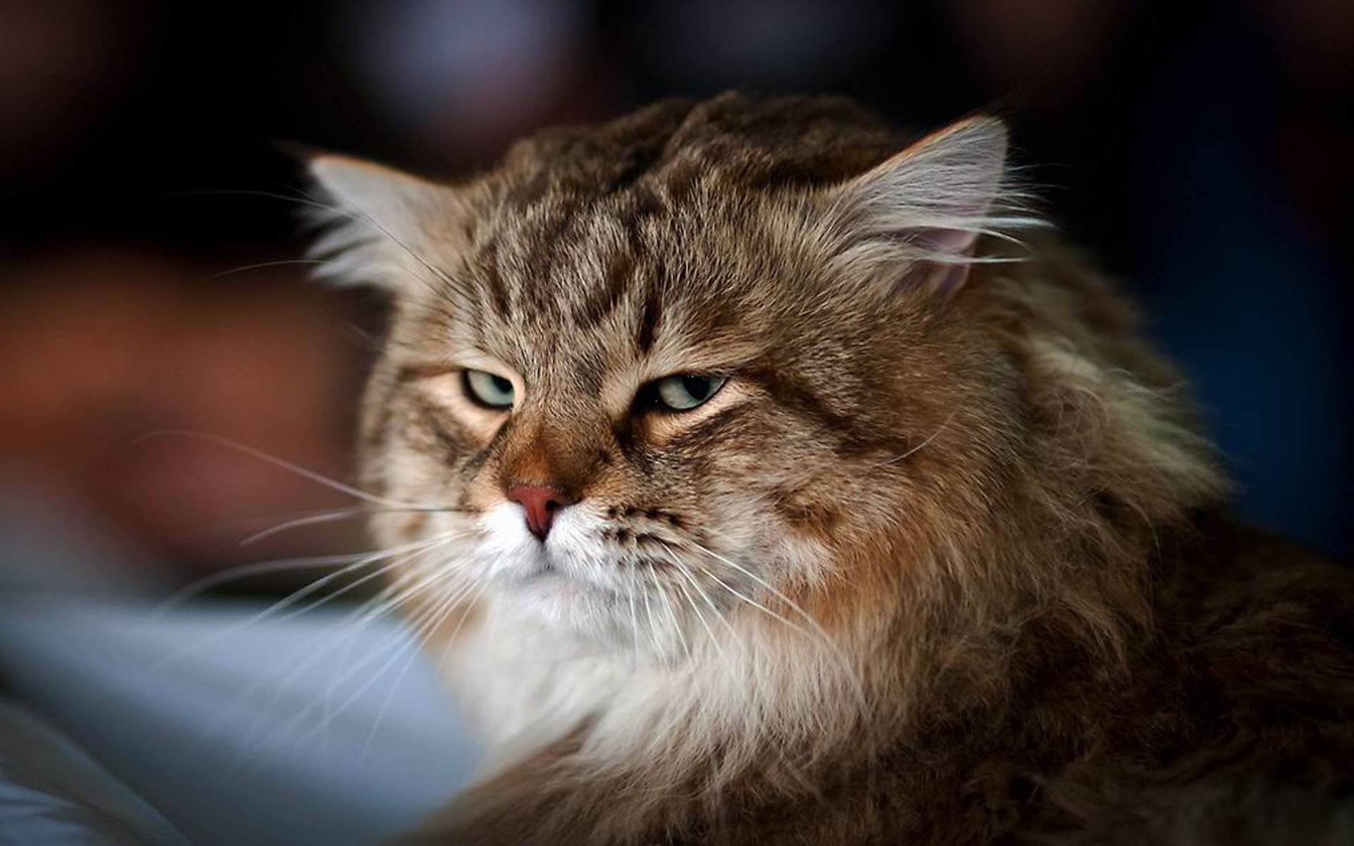 gatto peloso muso sguardo