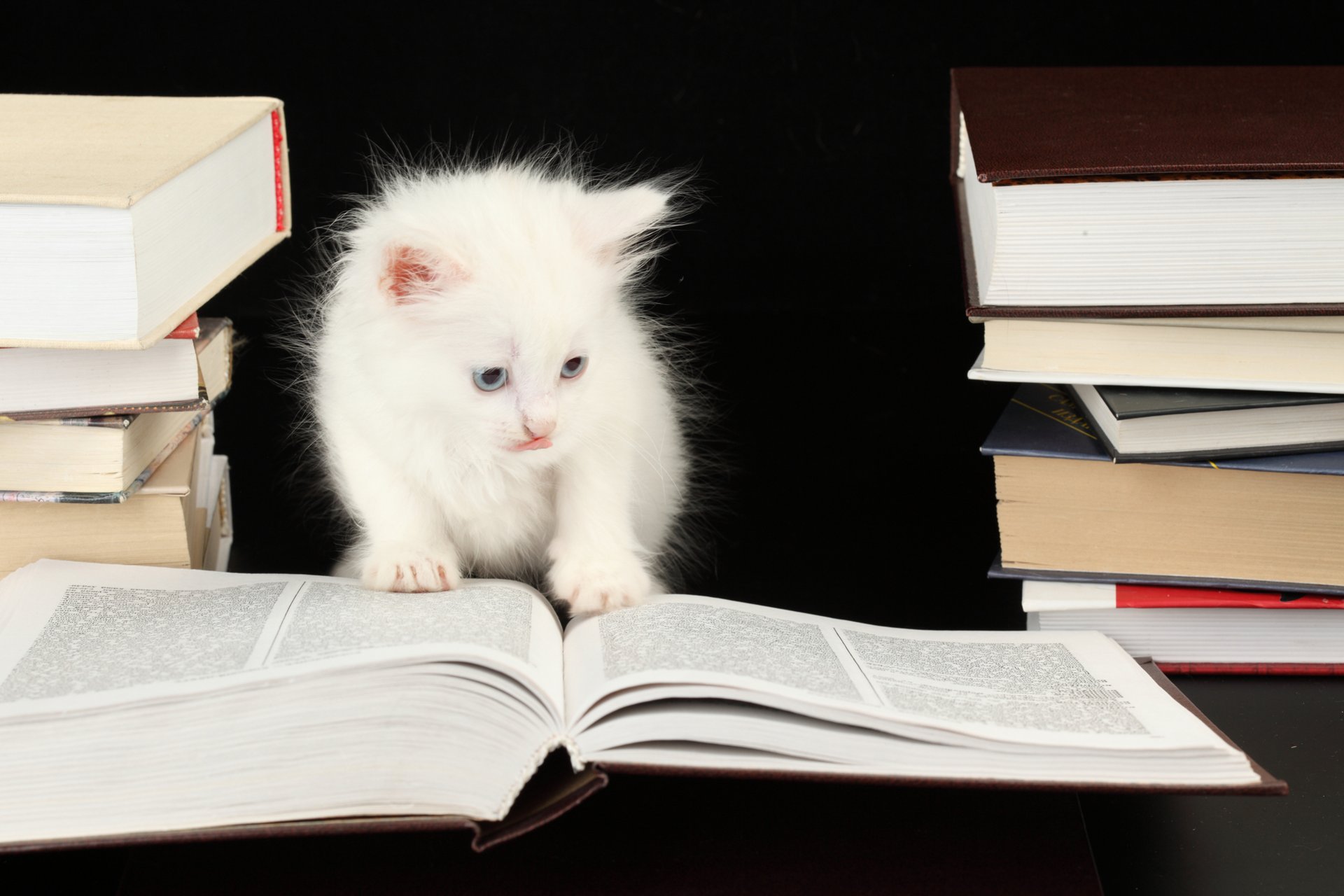 gato blanco inteligente gatito libros gato blanco inteligente gatito