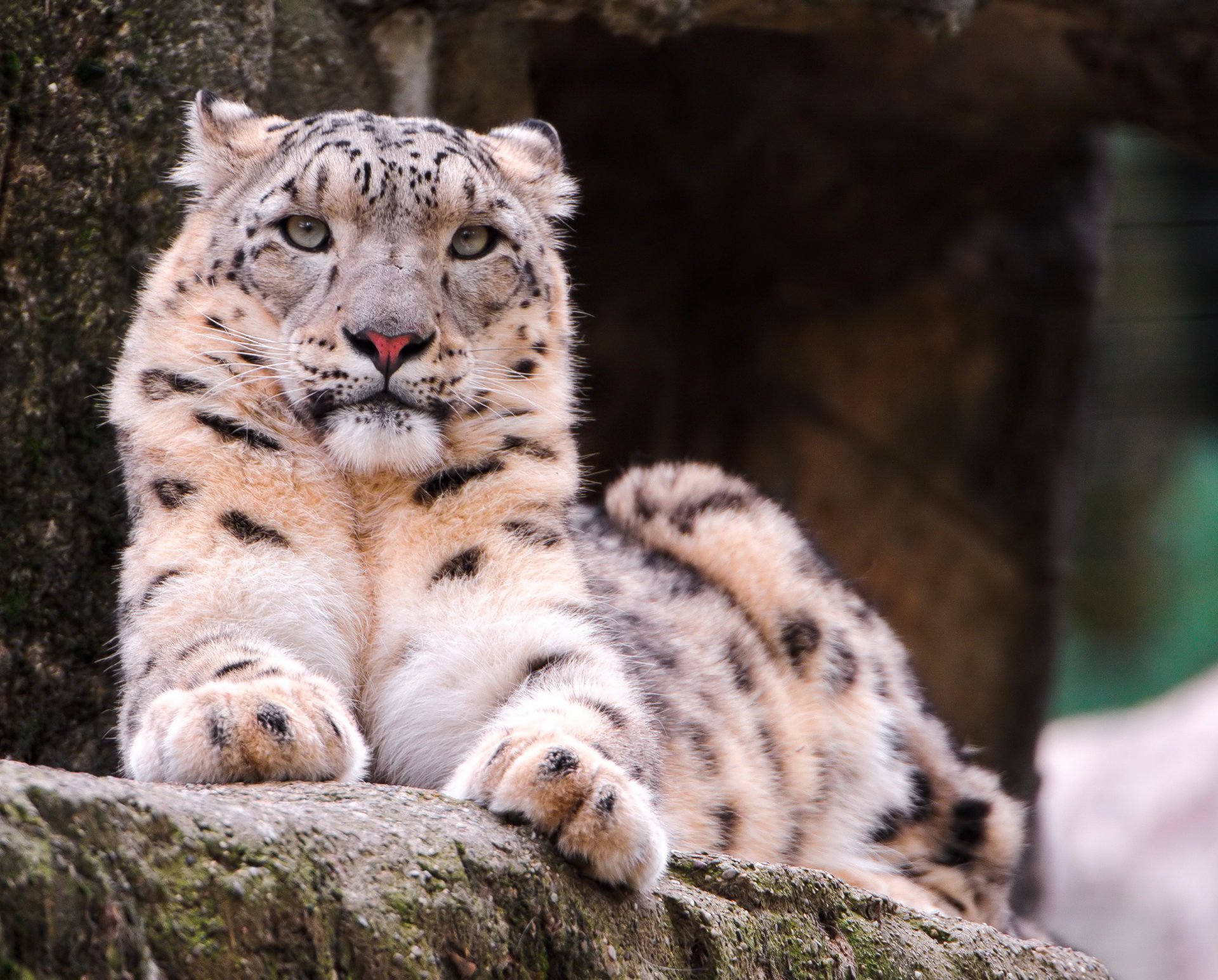 now leopard snow leopard lying muzzle look