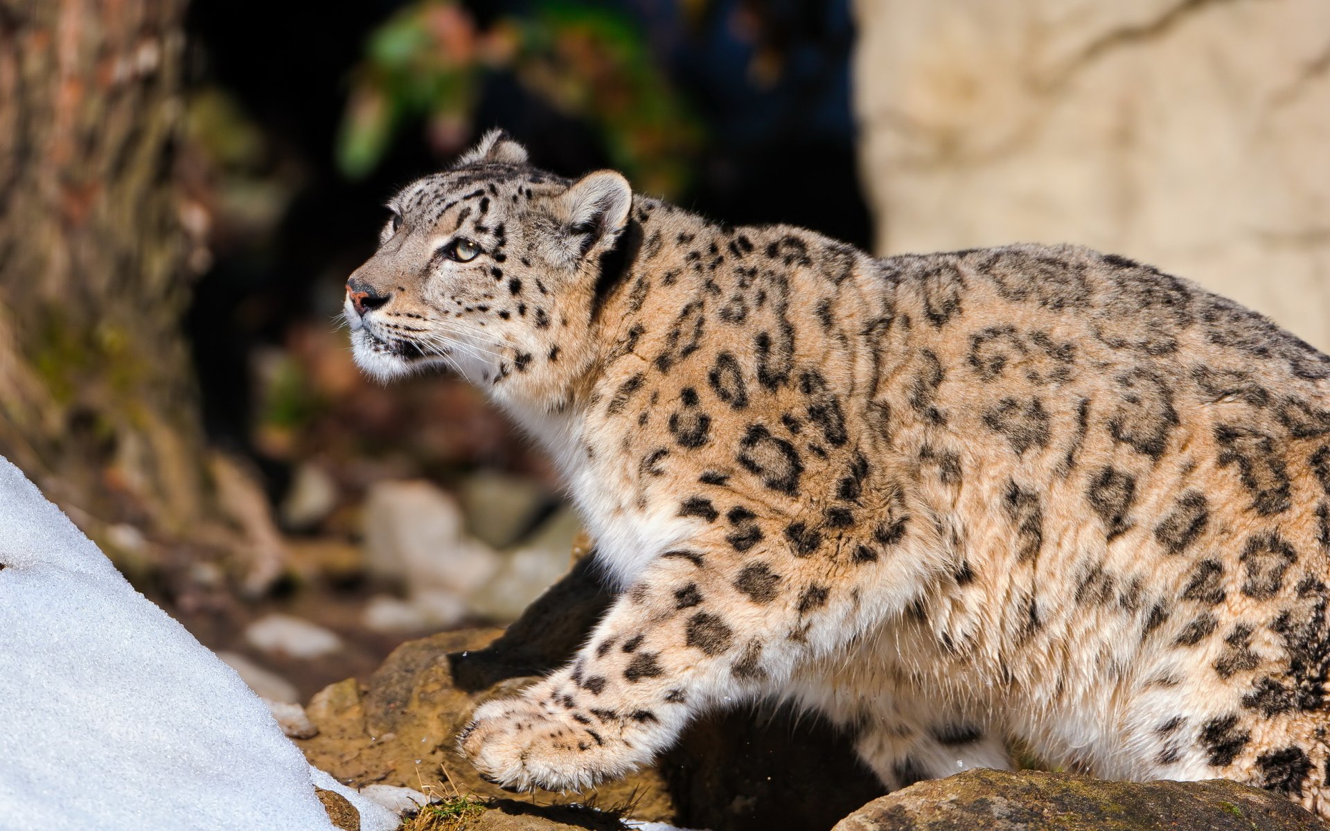 léopard des neiges irbis debout regarder curiosité pierres neige