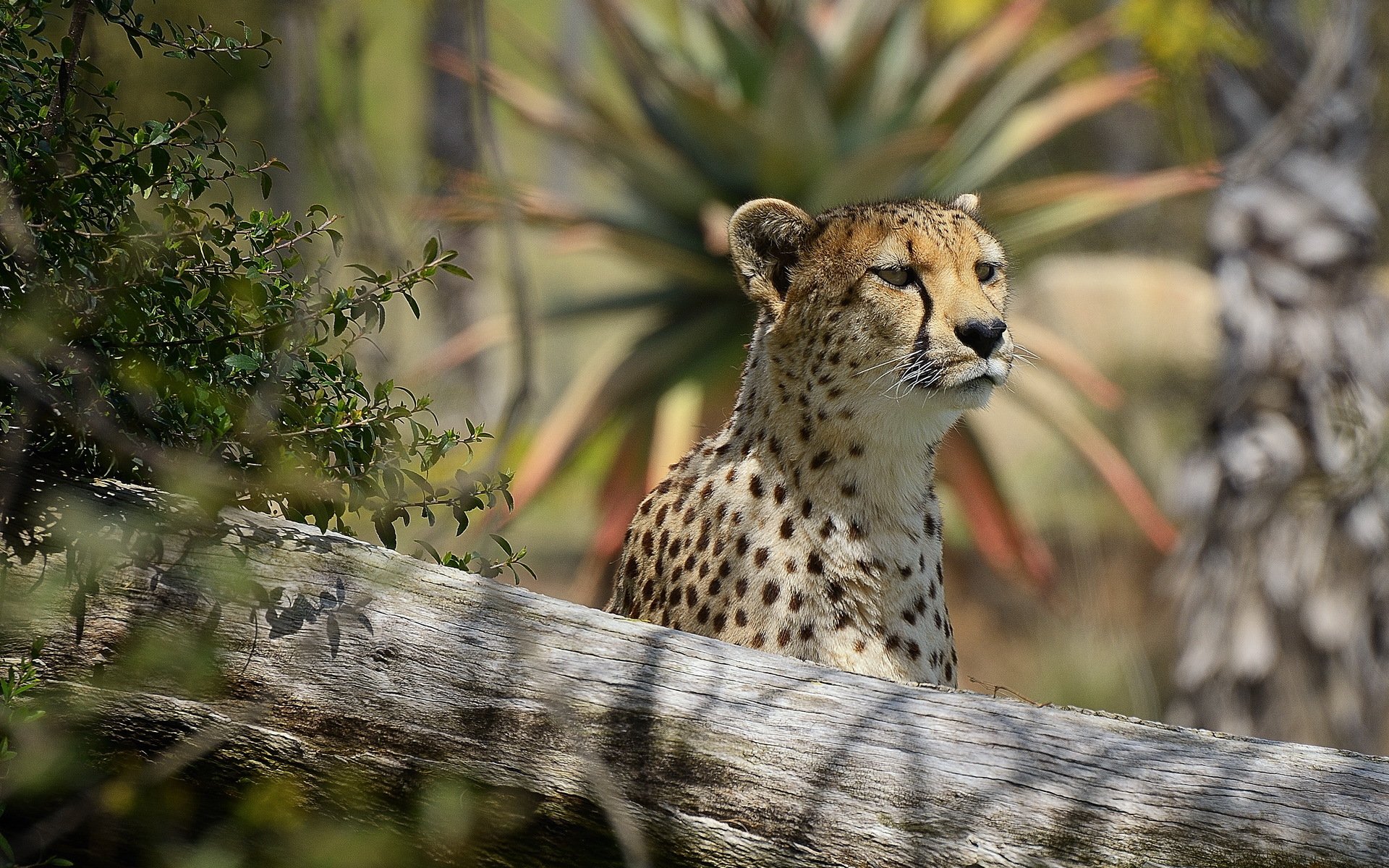 ghepardo muso predatore vista interesse