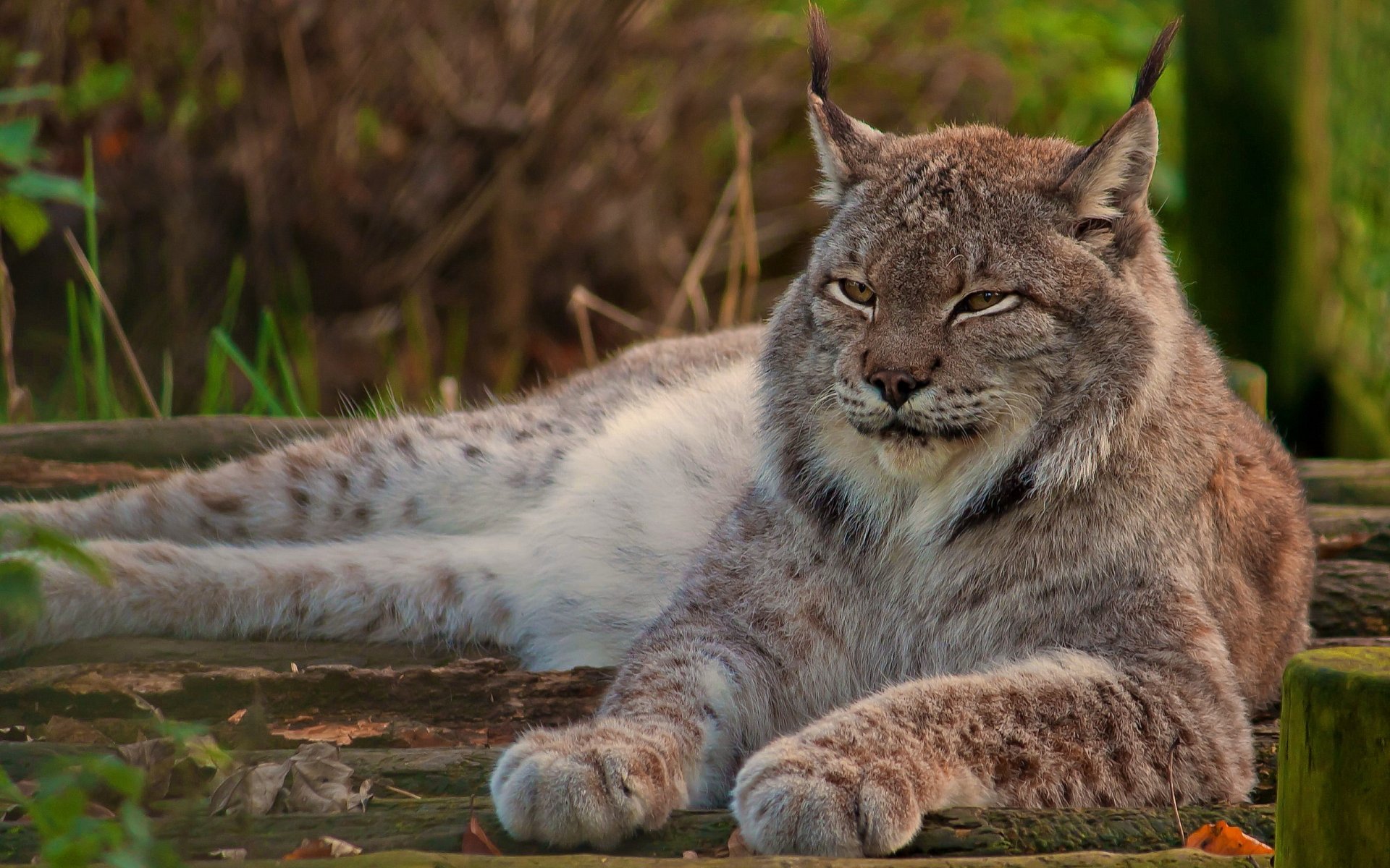 lince canadese muso zampe sguardo si trova guarda orgoglioso riposo gatto selvatico