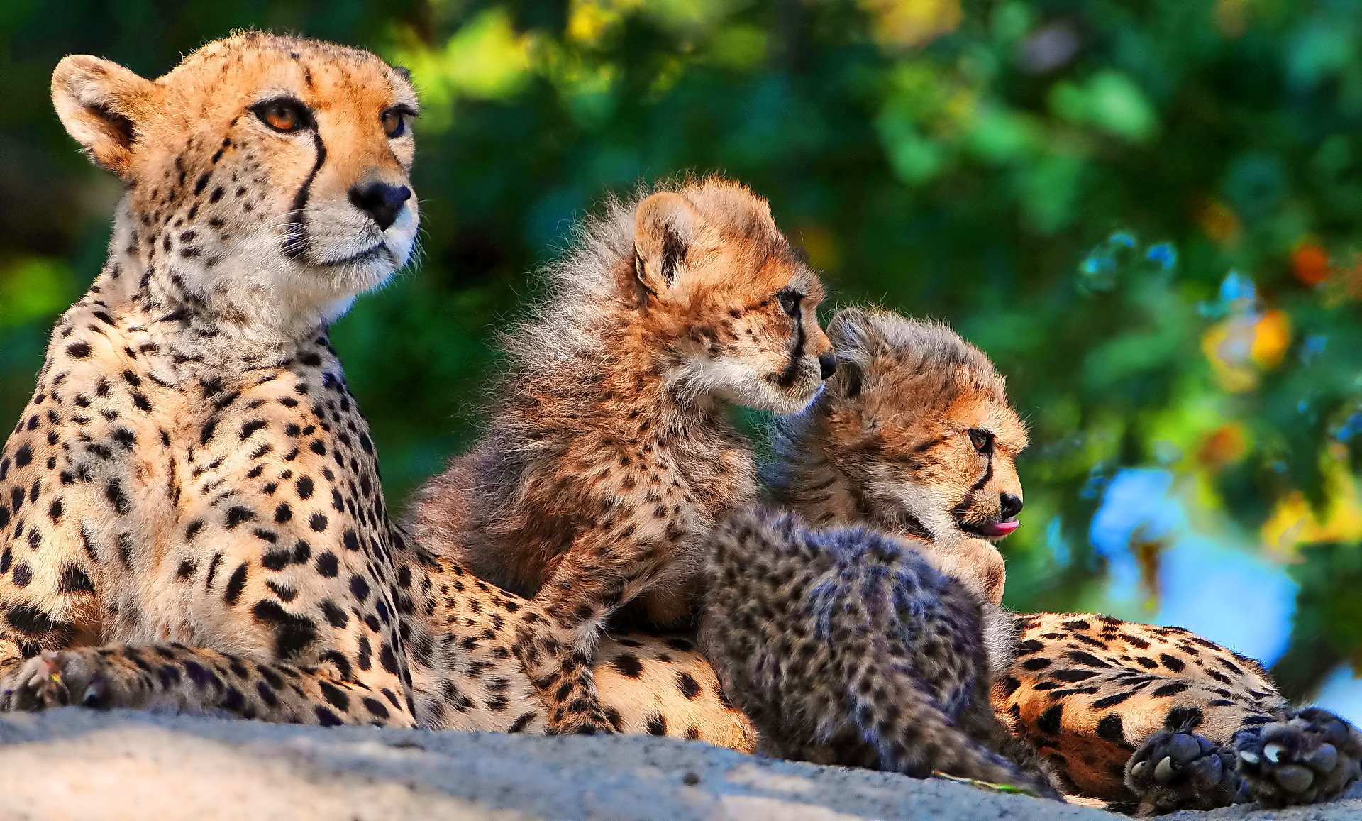 guepardo familia tres madre mamá gatitos